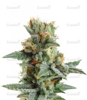 blueberry kush auto.jpg