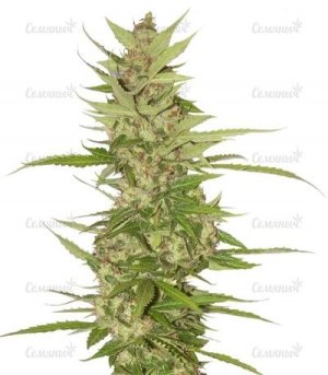 Northern_Light_X_Big_Bud.jpg