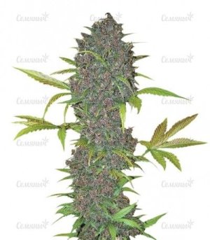 LSD_25_auto.jpg