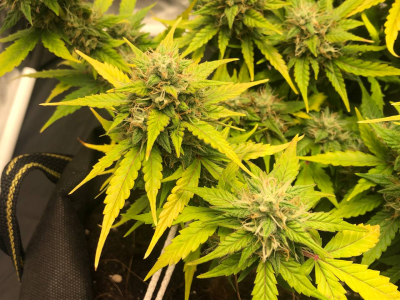 1665998216349.png