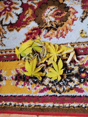 IMG_20221105_092620.jpg