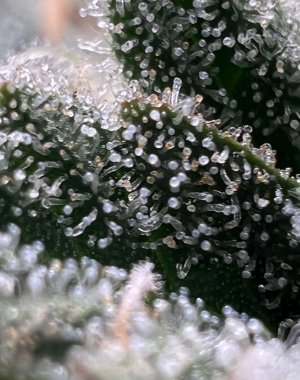 BD3791E4-59B6-449C-BA85-6476B3B98E5E.jpeg