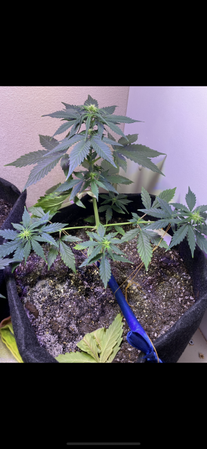 C6574F8A-156B-4AEC-82EC-2E86DD0E040D.png