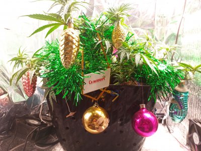 IMG_20221130_192704.jpg