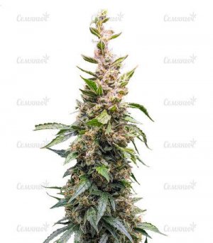 sort-Fat-Pete-s-Cookies-Auto.jpg