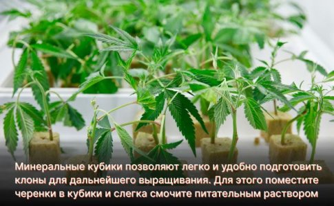 Клонирование и укоренение конопли