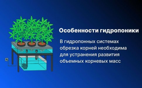Подрезка корней при грове в почве
