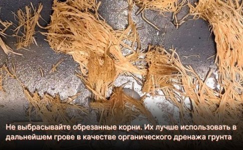 Что делать с обрезанными корнями конопли