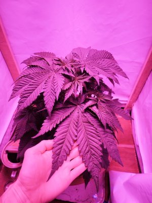 IMG_20221207_194245.jpg