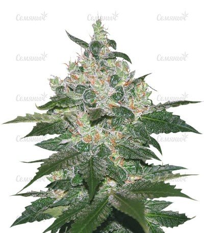 sort_Afghan_Kush.jpg
