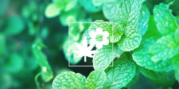 POTENTIAL-BENEFITS-OF-CBD.jpg POTENTIAL-BENEFITS-OF-CBD.jpg