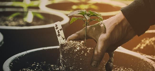 Growing-Cannabis-Is-Easy.jpg