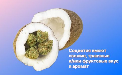 Вкусоароматические качества хеша Вкусоароматические качества хеша