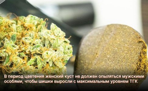 Получение хеша и марихуаны Получение хеша и марихуаны