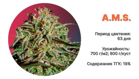 Сорт конопли A.M.S. Сорт конопли A.M.S.