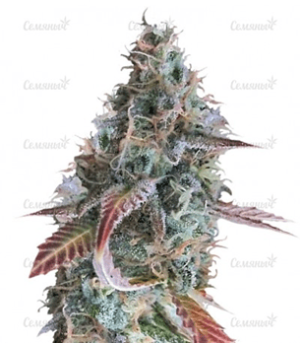 Сорт конопли Raspberry Cough Regular от сидбанка Nirvana Seeds Сорт конопли Raspberry Cough Regular от сидбанка Nirvana Seeds