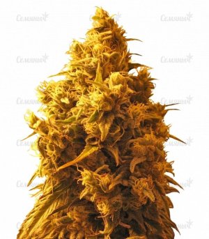 cannatonic.jpg