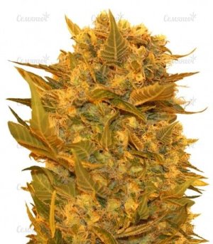 sour_p.jpg