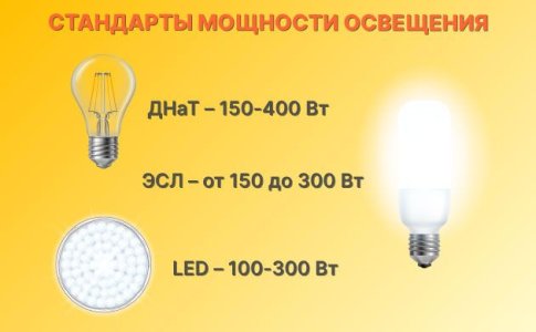 Освещение конопли в закрытом грунте Освещение конопли в закрытом грунте
