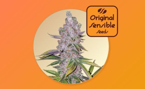 Сорт конопли Bruce Banner #3 от Original Sensible Seeds