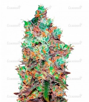 Cotton_Candy_Delicious_Seeds.jpg Cotton_Candy_Delicious_Seeds.jpg