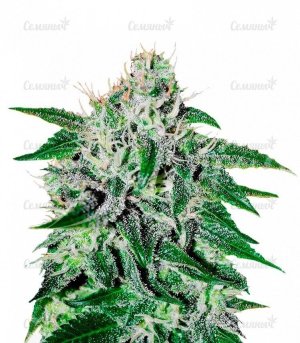 Critical_Jack_Herer.jpg Critical_Jack_Herer.jpg
