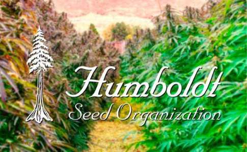 ТОП сорта конопли от Humboldt Seeds