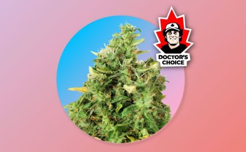 сорт Doctor's Choice #1 Auto