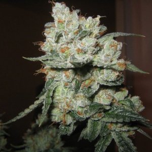 OG Kush.jpg