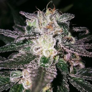 gorilla cookies.jpg