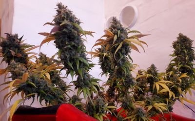 09.jpg 09.jpg