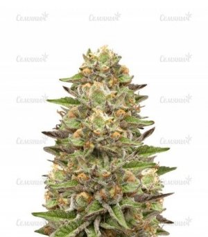 sort-green-gelato.jpg