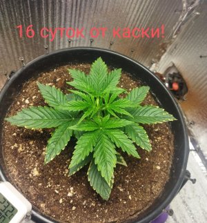 Screenshot_2023-02-26-10-55-43-807_com.miui.gallery-edit.jpg