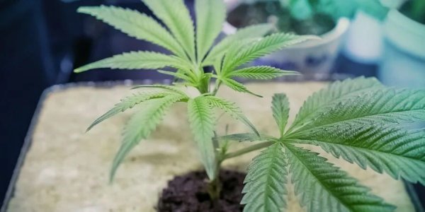 STEP 5 GROWING MEDIUM.jpg STEP 5 GROWING MEDIUM.jpg