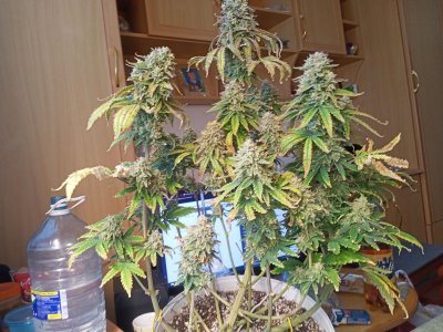 IMG20230330144143.jpg