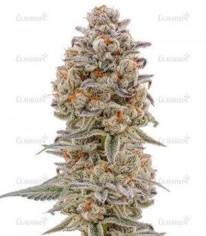 sort-purple-punch-auto.jpg sort-purple-punch-auto.jpg