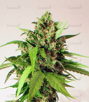 1633976451285.png 1633976451285.png