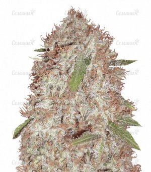 sort_Blue_Kripple_dr_krippling_seeds__KziObfYgeAkFWMRr.jpg sort_Blue_Kripple_dr_krippling_seeds__KziObfYgeAkFWMRr.jpg