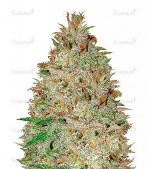sort_Chocolate_Orange_Auto_dr_krippling_seeds__RASQxxsSsY0bcorv.jpg sort_Chocolate_Orange_Auto_dr_krippling_seeds__RASQxxsSsY0bcorv.jpg