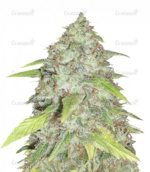 sort_Kripple_Shock_dr_krippling_seeds__m9cyQUCbgEUYlnsP.jpg