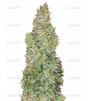sort_Smokin_Gun_Auto_dr_krippling_seeds__vSFNjKCKKmZLY2d3.jpg sort_Smokin_Gun_Auto_dr_krippling_seeds__vSFNjKCKKmZLY2d3.jpg
