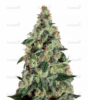 sort_Super_Skunk_Auto_dr_krippling_seeds__cTQZkbmze7J1rtx5.jpg