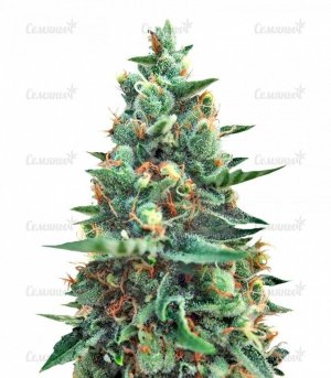 sort_White_Rush_Auto_dr_krippling_seeds__RIuoEudIwH4x4MW2.jpg sort_White_Rush_Auto_dr_krippling_seeds__RIuoEudIwH4x4MW2.jpg