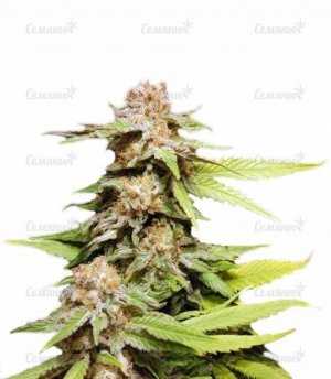 sort_Kannabia_Special_Max_Auto__hu6XUPXUCEByrDf3.jpg