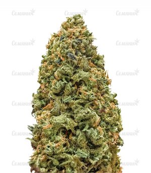 sort-Monster-Bruce-Banner-Monster-Genetics-seeds__BtgesAcQDVrKSvIP.jpg sort-Monster-Bruce-Banner-Monster-Genetics-seeds__BtgesAcQDVrKSvIP.jpg