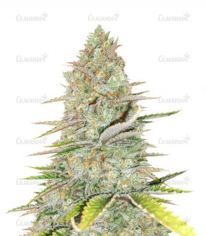 monster-gelatoAUTO-strain__Z8rIQ2MZr1tYikKj.jpg monster-gelatoAUTO-strain__Z8rIQ2MZr1tYikKj.jpg