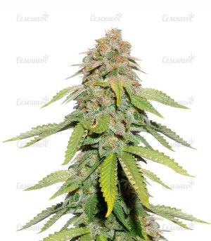 sort-Monster-Moby-fem-monster-genetic-seeds__0aRsrO3iMVpWKdLM.jpg sort-Monster-Moby-fem-monster-genetic-seeds__0aRsrO3iMVpWKdLM.jpg