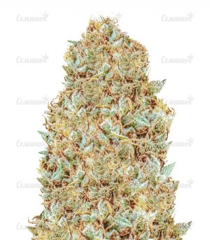 zkittles-monster-Monster-Genetics-SCH__Mf0M8QInv8jQDRIk.jpg