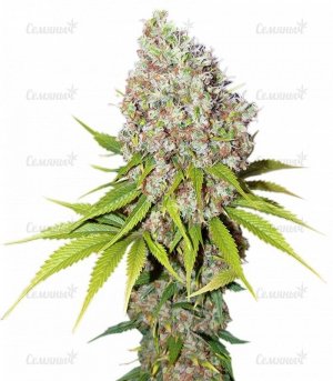 sort_Ice_Nirvana_Seeds__5Ds2eoHQUK5PmgQf.jpg sort_Ice_Nirvana_Seeds__5Ds2eoHQUK5PmgQf.jpg