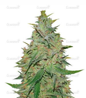 sort-gelato-nirvana-seeds__ammUEB5UKHtLVnSt.jpg sort-gelato-nirvana-seeds__ammUEB5UKHtLVnSt.jpg